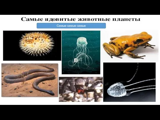 Самые самые самые