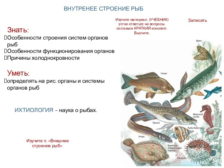 Записать Знать: Особенности строения систем органов рыб Особенности функционирования органов Причины холоднокровности