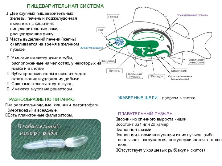 ПИЩЕВАРИТЕЛЬНАЯ СИСТЕМА ЖАБЕРНЫЕ ЩЕЛИ ПЛАВАТЕЛЬНЫЙ ПУЗЫРЬ ЖАБЕРНЫЕ ЩЕЛИ – прорези в глотке.