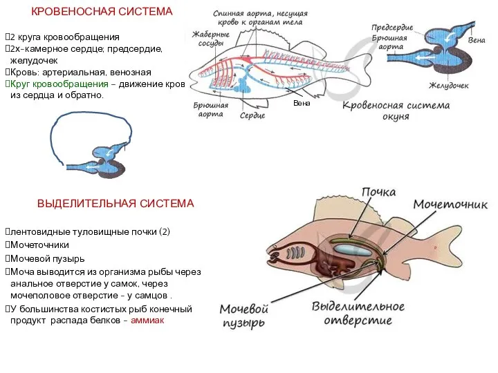 КРОВЕНОСНАЯ СИСТЕМА 2 круга кровообращения 2х-камерное сердце; предсердие, желудочек Кровь: артериальная, венозная