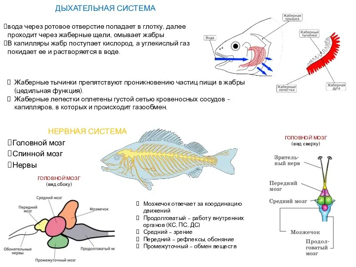 ДЫХАТЕЛЬНАЯ СИСТЕМА вода через ротовое отверстие попадает в глотку, далее проходит через