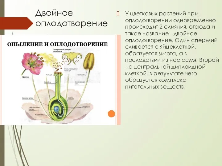 Двойное оплодотворение У цветковых растений при оплодотворении одновременно происходит 2 слияния, отсюда