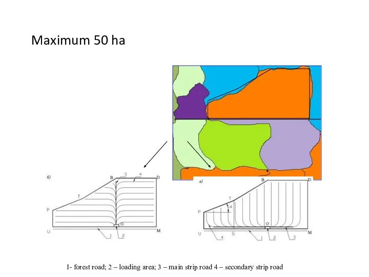 Maximum 50 ha 1- forest road; 2 – loading area; 3 –