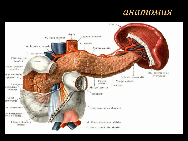 анатомия