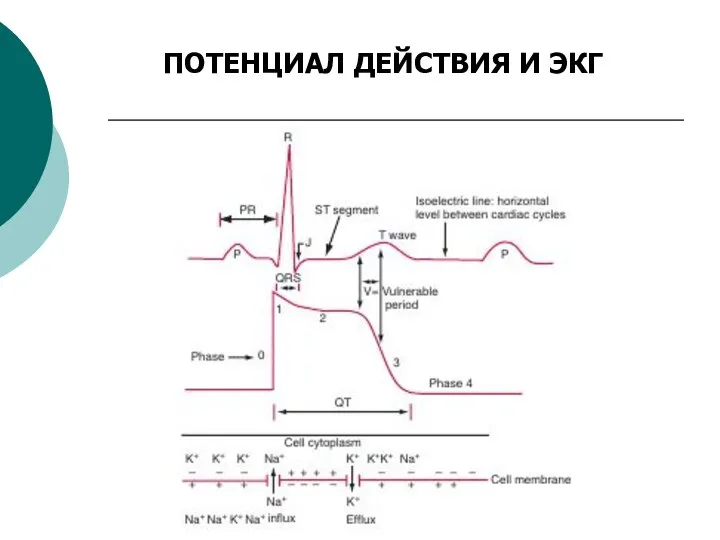 ПОТЕНЦИАЛ ДЕЙСТВИЯ И ЭКГ