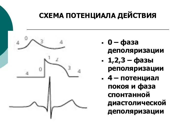 СХЕМА ПОТЕНЦИАЛА ДЕЙСТВИЯ 0 – фаза деполяризации 1,2,3 – фазы реполяризации 4