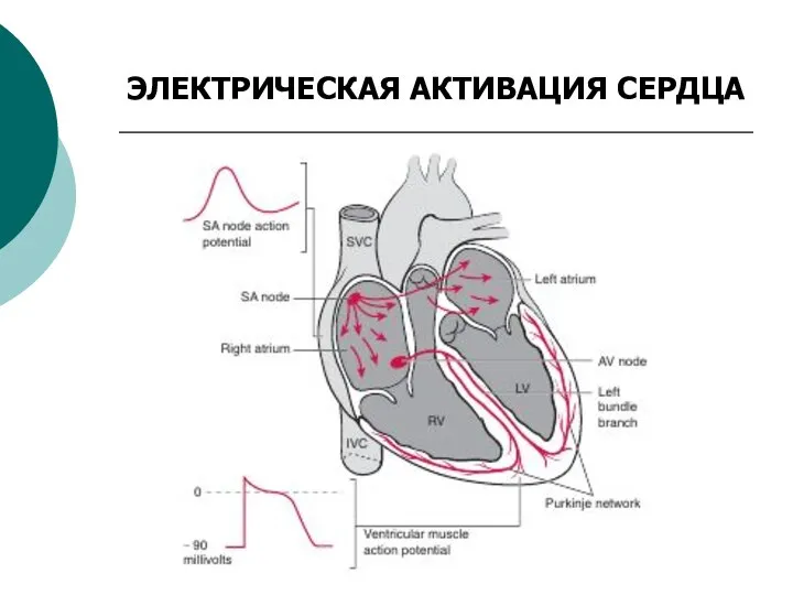 ЭЛЕКТРИЧЕСКАЯ АКТИВАЦИЯ СЕРДЦА