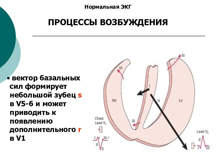 Нормальная ЭКГ ПРОЦЕССЫ ВОЗБУЖДЕНИЯ вектор базальных сил формирует небольшой зубец s в