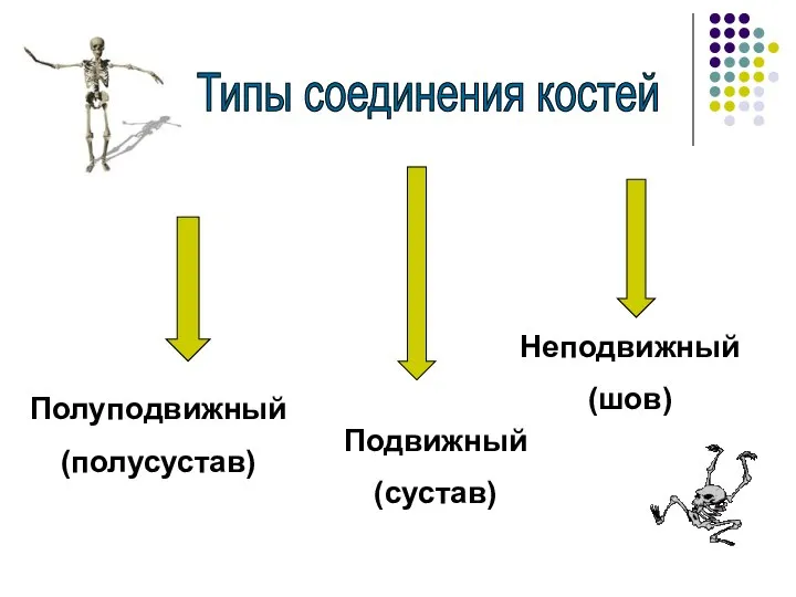 Типы соединения костей Полуподвижный (полусустав) Подвижный (сустав) Неподвижный (шов)