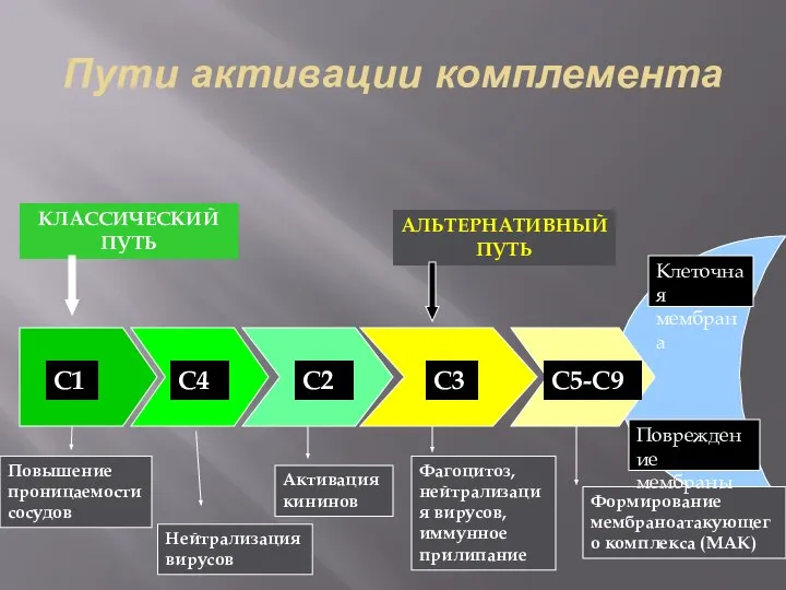 Пути активации комплемента КЛАССИЧЕСКИЙ ПУТЬ АЛЬТЕРНАТИВНЫЙ ПУТЬ С1 С2 С4 С3 С5-С9