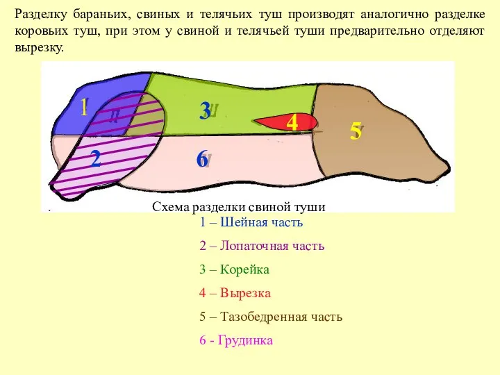 Разделку бараньих, свиных и телячьих туш производят аналогично разделке коровьих туш, при