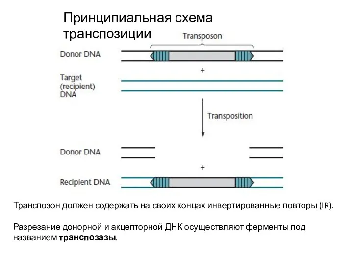 Принципиальная схема транспозиции Транспозон должен содержать на своих концах инвертированные повторы (IR).