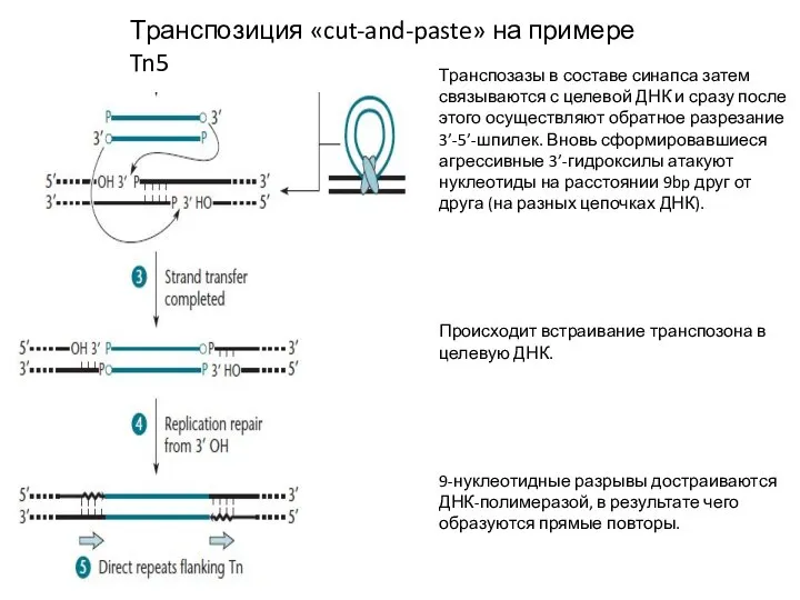 Транспозиция «cut-and-paste» на примере Tn5 Транспозазы в составе синапса затем связываются с