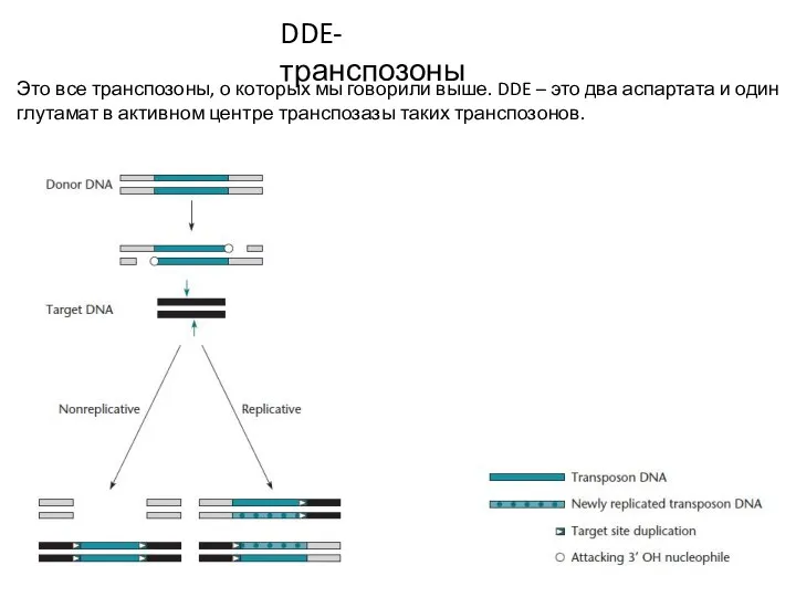DDE-транспозоны Это все транспозоны, о которых мы говорили выше. DDE – это