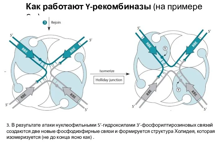 Как работают Y-рекомбиназы (на примере Cre) 3. В результате атаки нуклеофильными 5’-гидроксилами