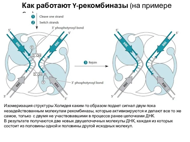 Как работают Y-рекомбиназы (на примере Cre) Изомеризация структуры Холидея каким-то образом подает