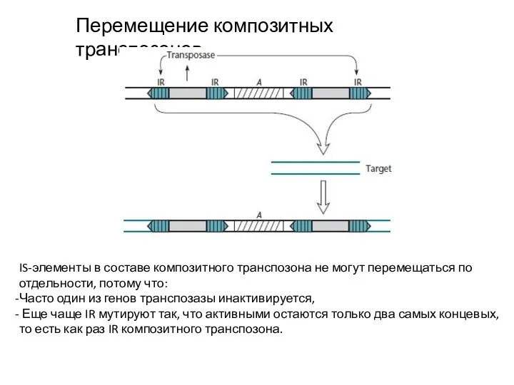 Перемещение композитных транспозонов IS-элементы в составе композитного транспозона не могут перемещаться по