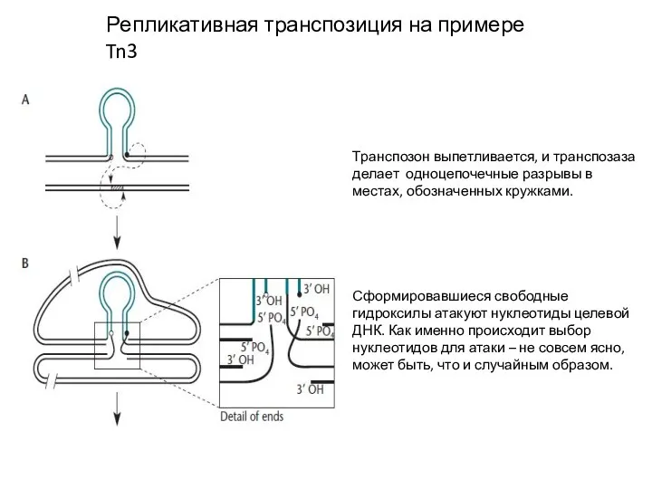 Репликативная транспозиция на примере Tn3 Транспозон выпетливается, и транспозаза делает одноцепочечные разрывы