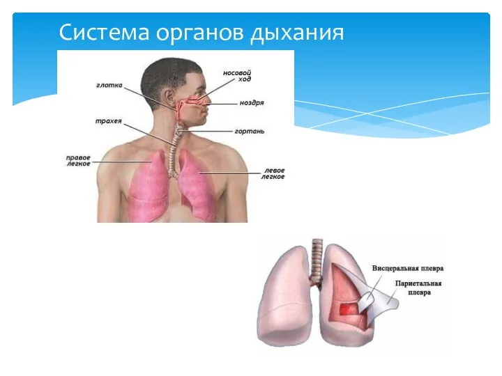 Система органов дыхания