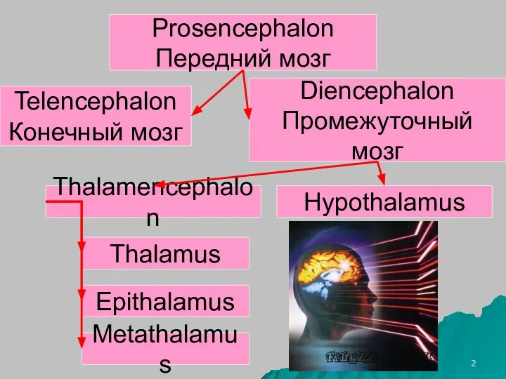 Prosencephalon Передний мозг Telencephalon Конечный мозг Diencephalon Промежуточный мозг Thalamencephalon Hypothalamus Thalamus Epithalamus Metathalamus