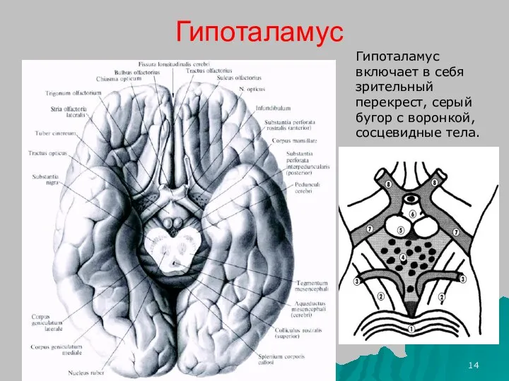 Гипоталамус Гипоталамус включает в себя зрительный перекрест, серый бугор с воронкой, сосцевидные тела.