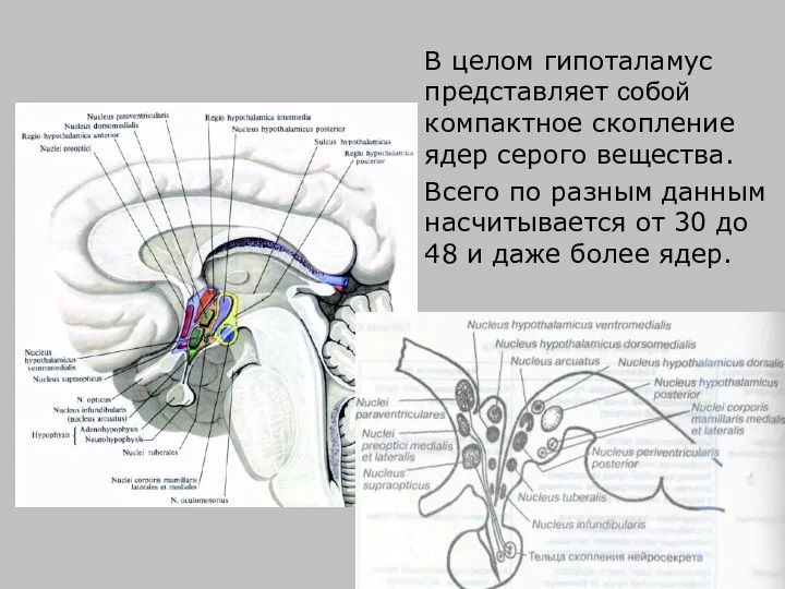 Ядра гипоталамуса В целом гипоталамус представляет собой компактное скопление ядер серого вещества.