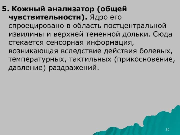 5. Кожный анализатор (общей чувствительности). Ядро его спроецировано в область постцентральной извилины