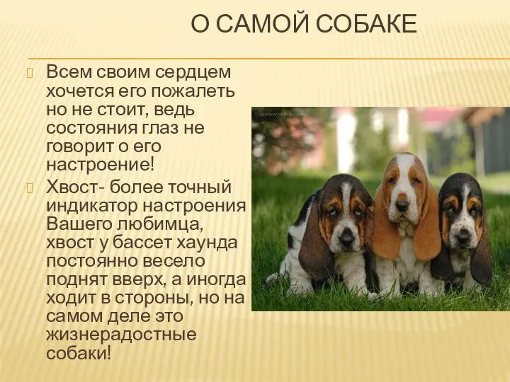 О САМОЙ СОБАКЕ Всем своим сердцем хочется его пожалеть но не стоит,