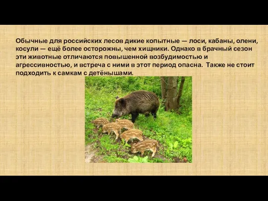 Обычные для российских лесов дикие копытные — лоси, кабаны, олени, косули —