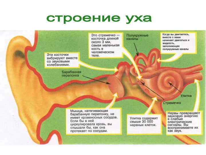 строение уха