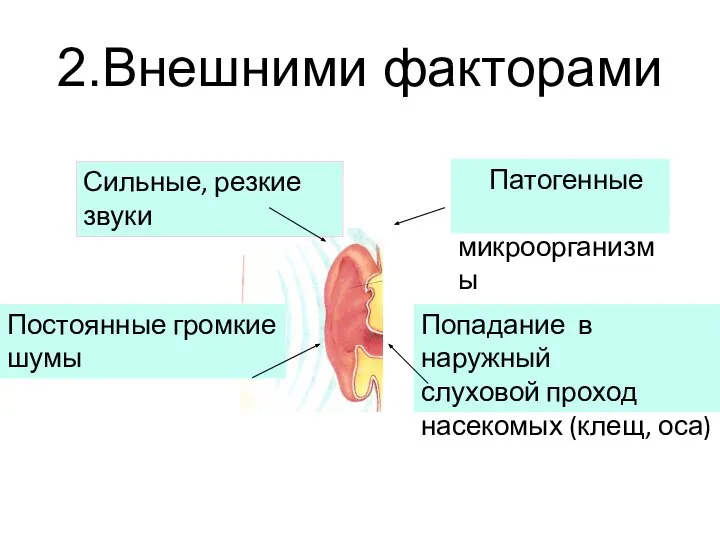 2.Внешними факторами Сильные, резкие звуки Постоянные громкие шумы Патогенные микроорганизмы Попадание в