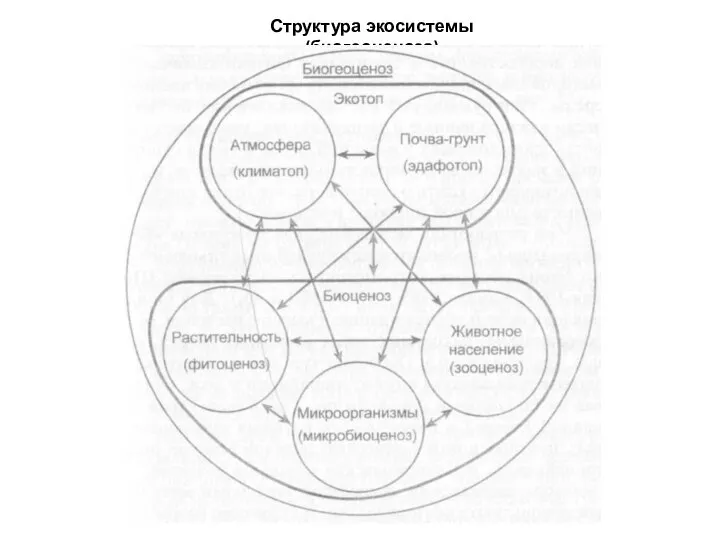 Структура экосистемы (биогеоценоза)