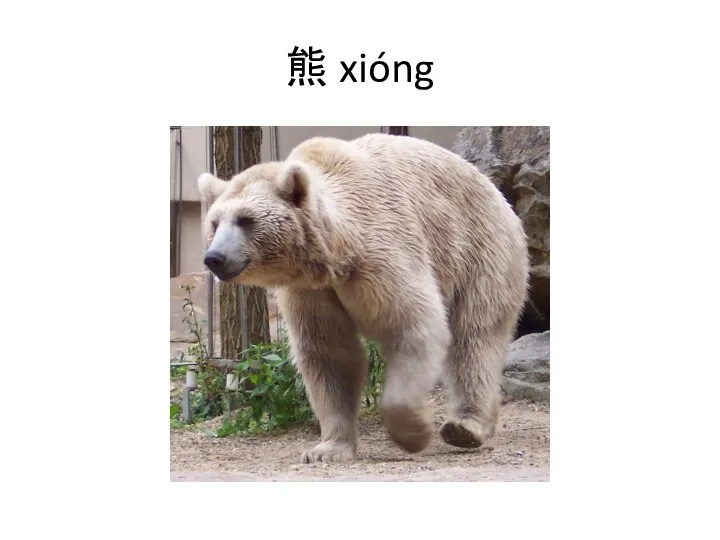 熊 xióng