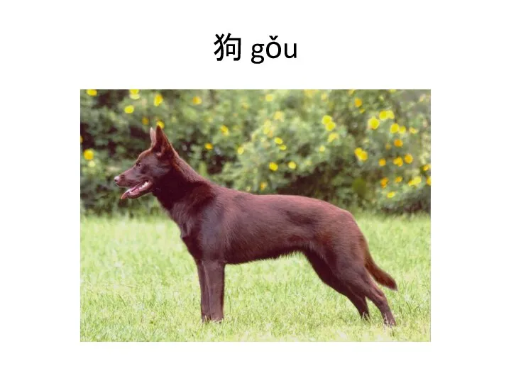 狗 gǒu