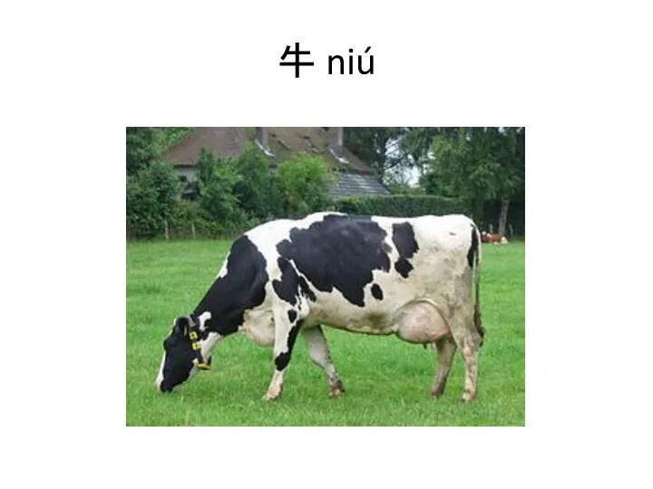 牛 niú