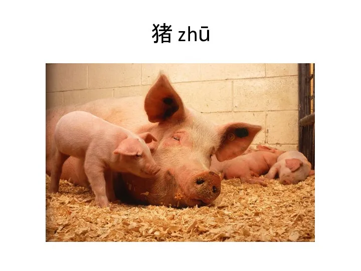 猪 zhū