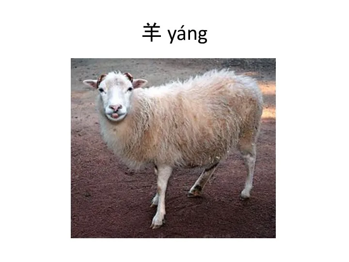 羊 yáng