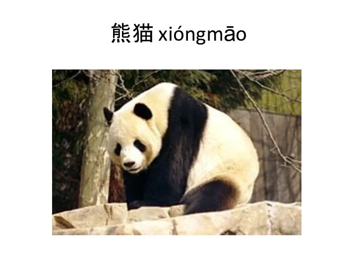 熊猫 xióngmāo