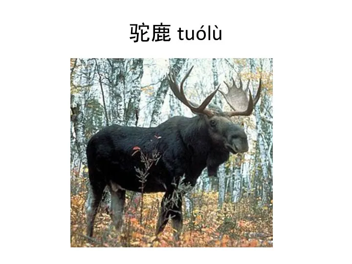 驼鹿 tuólù