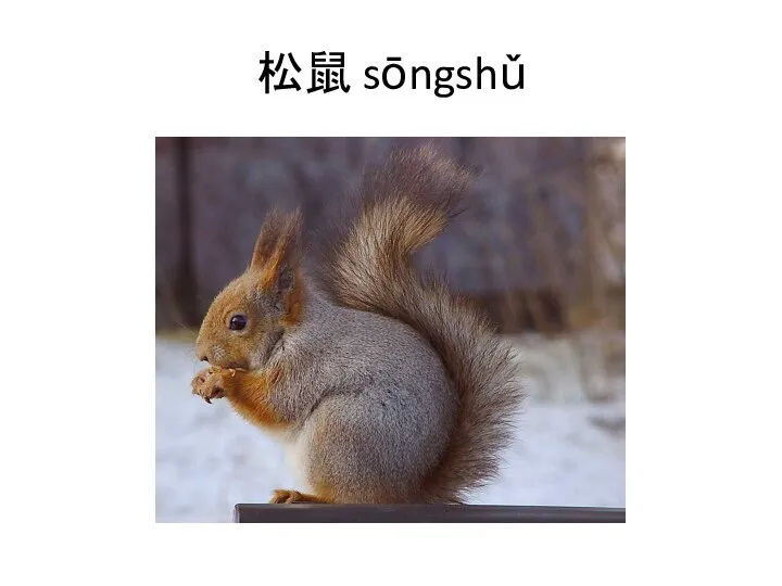 松鼠 sōngshǔ