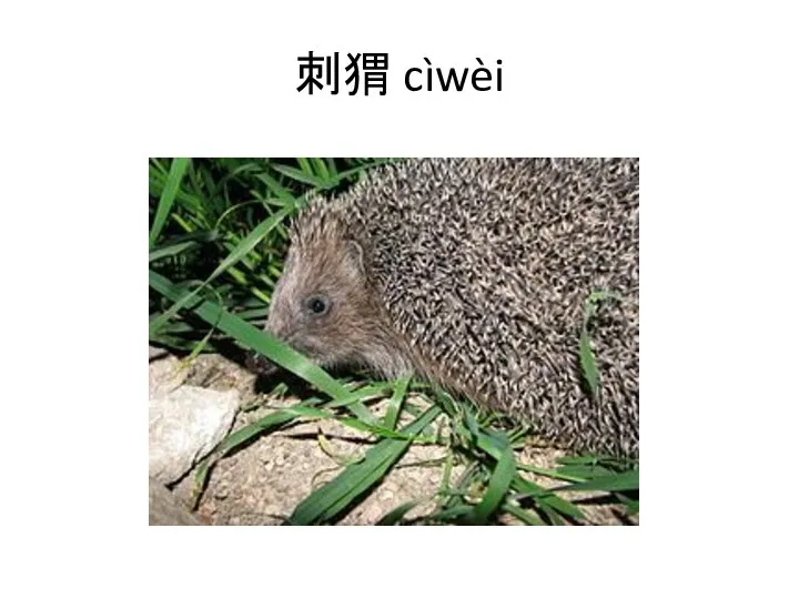 刺猬 cìwèi