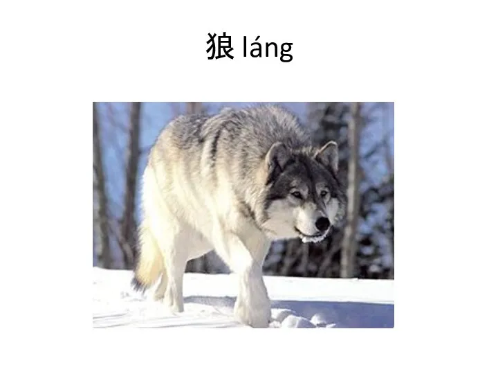 狼 láng