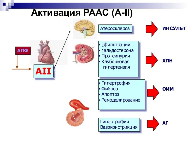 Активация РААС (А-II) АII АПФ Атеросклероз Гипертрофия Вазоконстрикция Гипертрофия Фиброз Апоптоз Ремоделирование