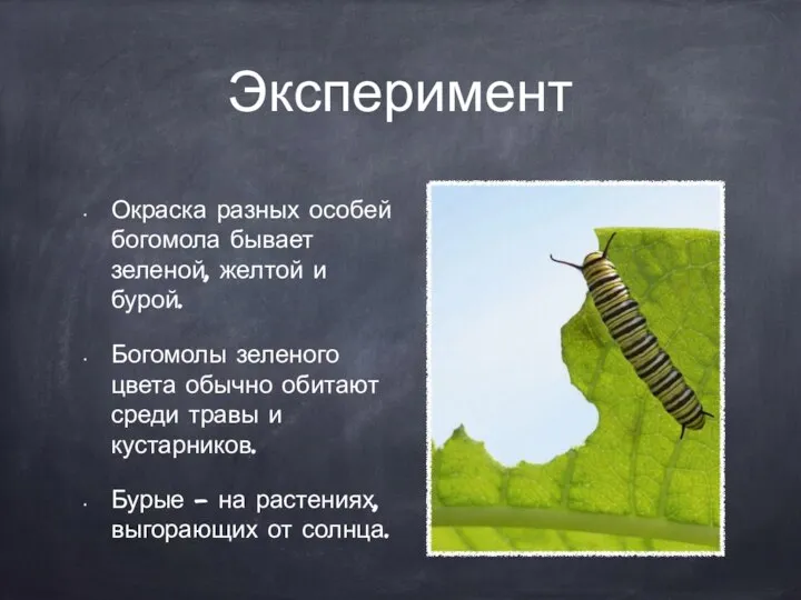 Эксперимент Окраска разных особей богомола бывает зеленой, желтой и бурой. Богомолы зеленого