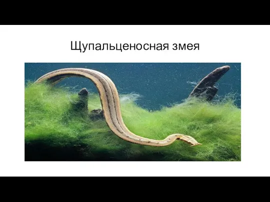 Щупальценосная змея