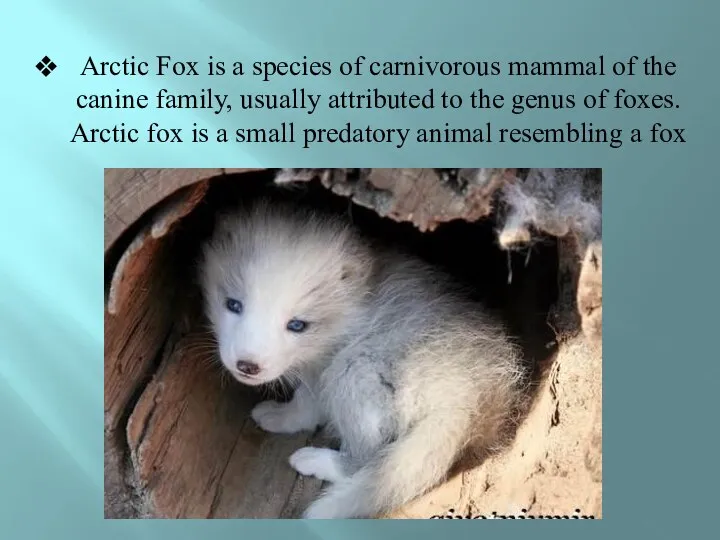 Arctic Fox is a species of carnivorous mammal of the canine family,