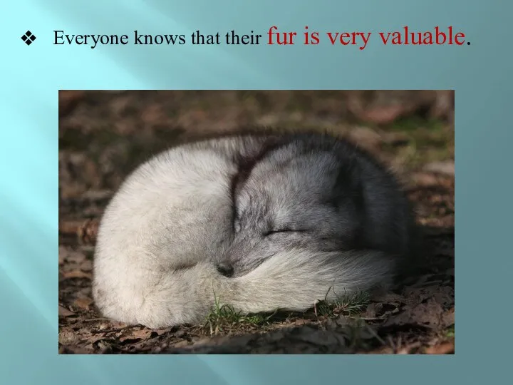 Everyone knows that their fur is very valuable.