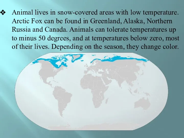 Animal lives in snow-covered areas with low temperature. Arctic Fox can be