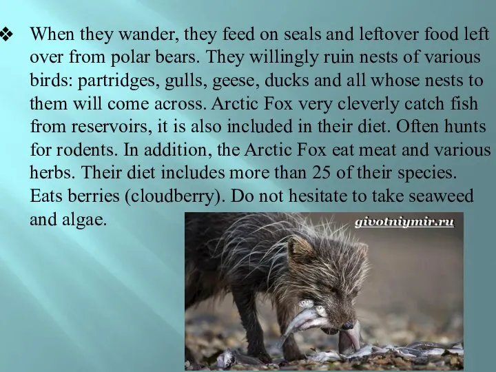 When they wander, they feed on seals and leftover food left over