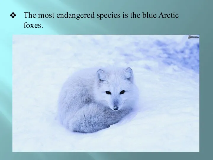 The most endangered species is the blue Arctic foxes.